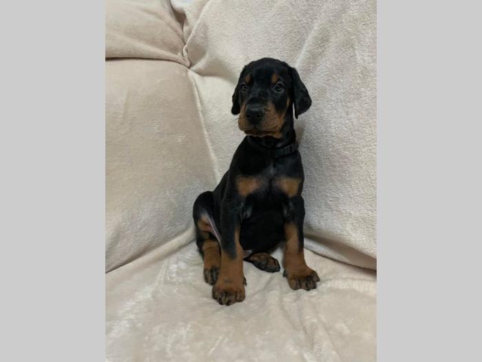 doberman štenci besplatni mali oglasi