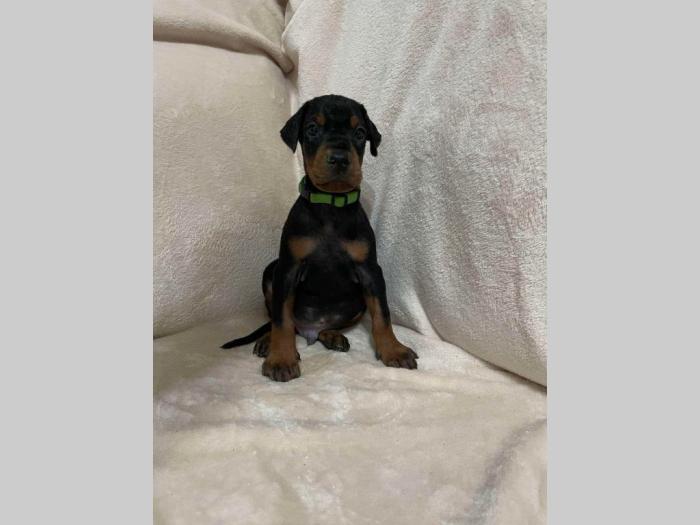 doberman štenci besplatni mali oglasi