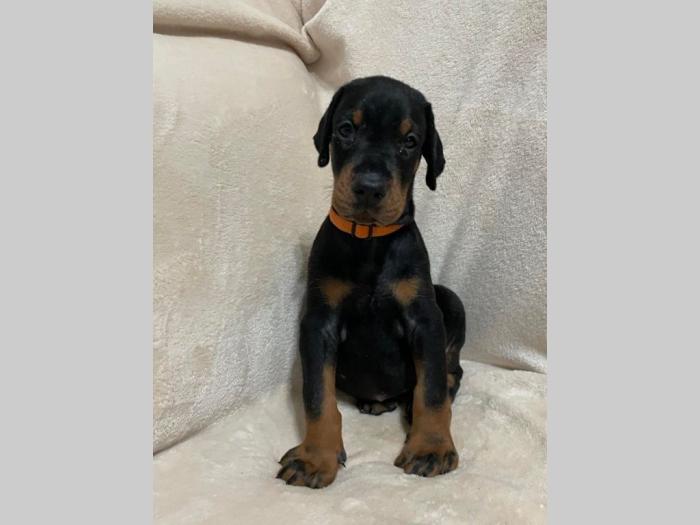 doberman štenci besplatni mali oglasi