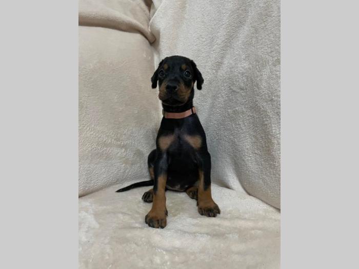 doberman štenci besplatni mali oglasi