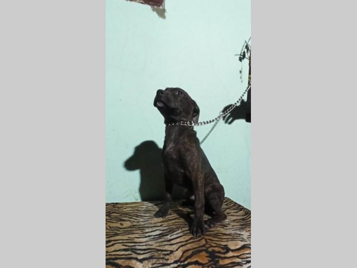 pitbul štenci besplatni mali oglasi