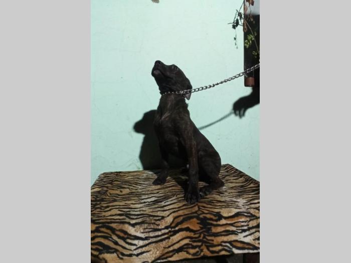 pitbul štenci besplatni mali oglasi