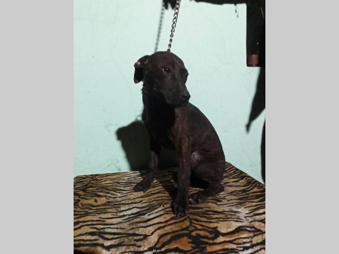pitbul štenci besplatni mali oglasi
