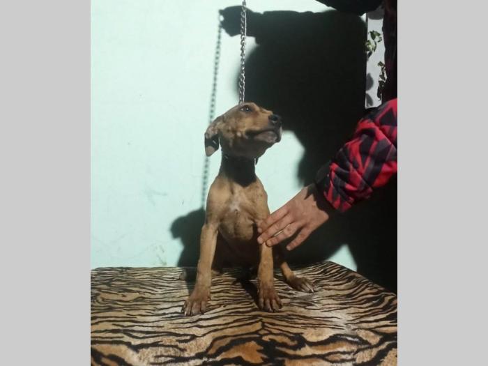 pitbul štenci besplatni mali oglasi