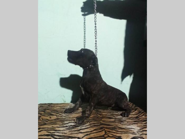 pitbul štenci besplatni mali oglasi