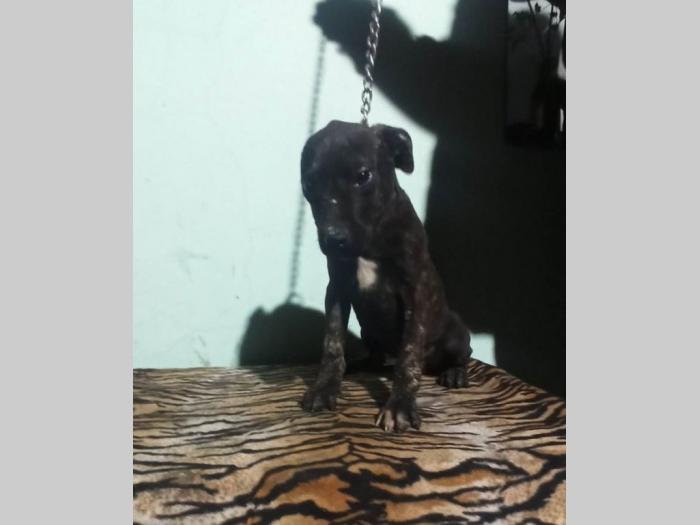 pitbul štenci besplatni mali oglasi