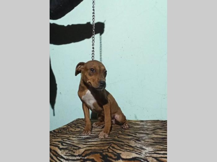 pitbul štenci besplatni mali oglasi
