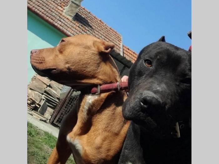 pitbul štenci besplatni mali oglasi
