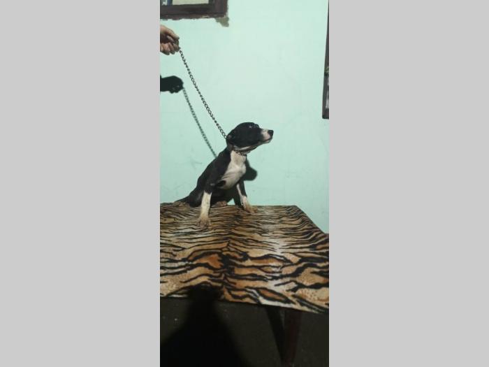 pitbul štenci besplatni mali oglasi