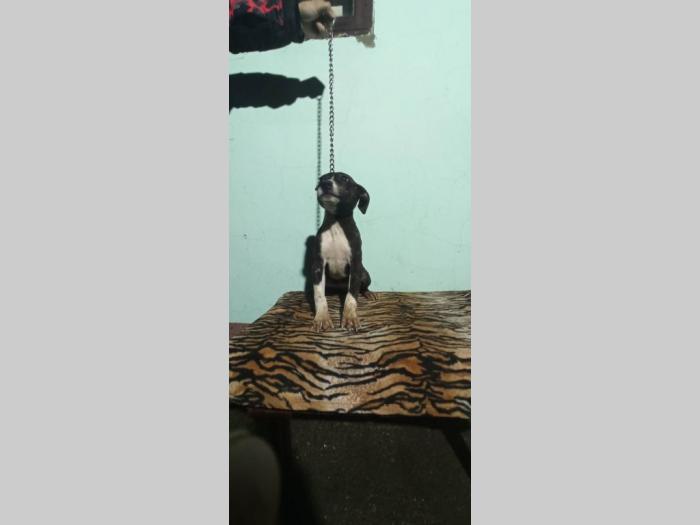 pitbul štenci besplatni mali oglasi