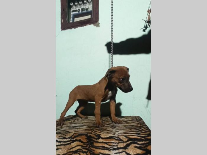 pitbul štenci besplatni mali oglasi