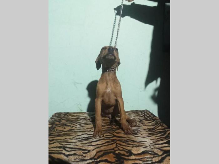 pitbul štenci besplatni mali oglasi