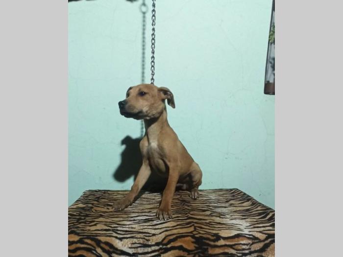 pitbul štenci besplatni mali oglasi