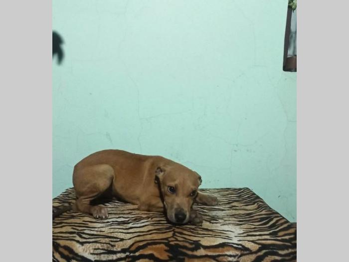 pitbul štenci besplatni mali oglasi