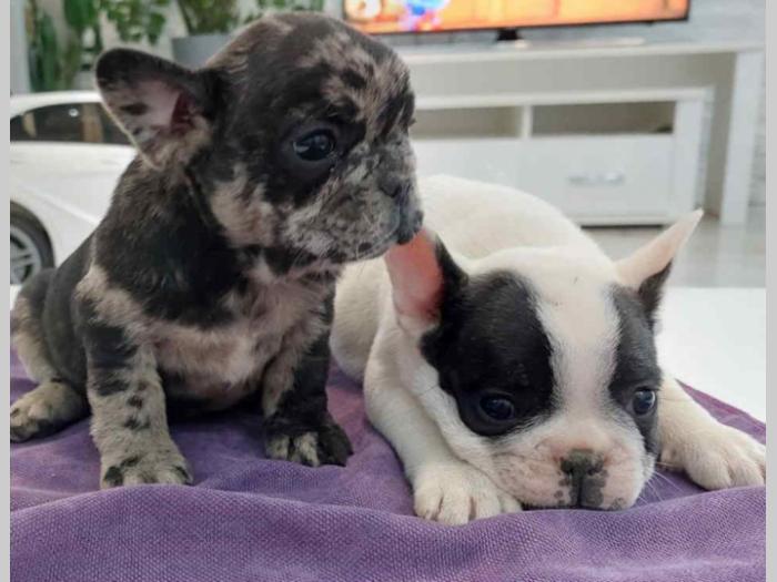 francuski buldog štenci besplatni mali oglasi