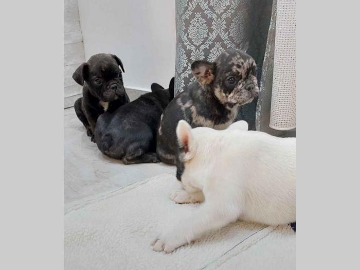 francuski buldog štenci besplatni mali oglasi