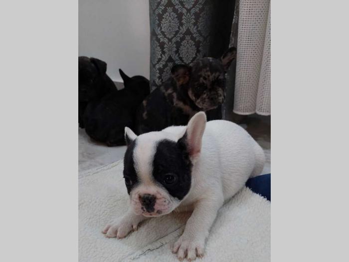 francuski buldog štenci besplatni mali oglasi