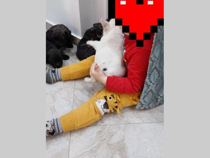 francuski buldog štenci besplatni mali oglasi