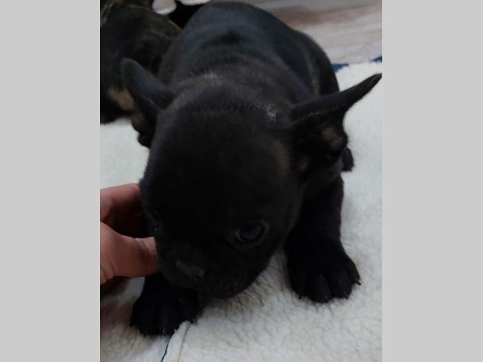 francuski buldog štenci besplatni mali oglasi