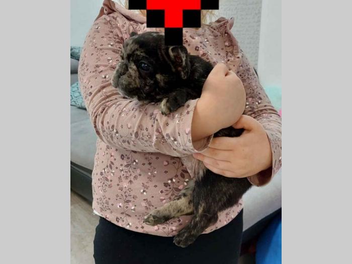 francuski buldog štenci besplatni mali oglasi