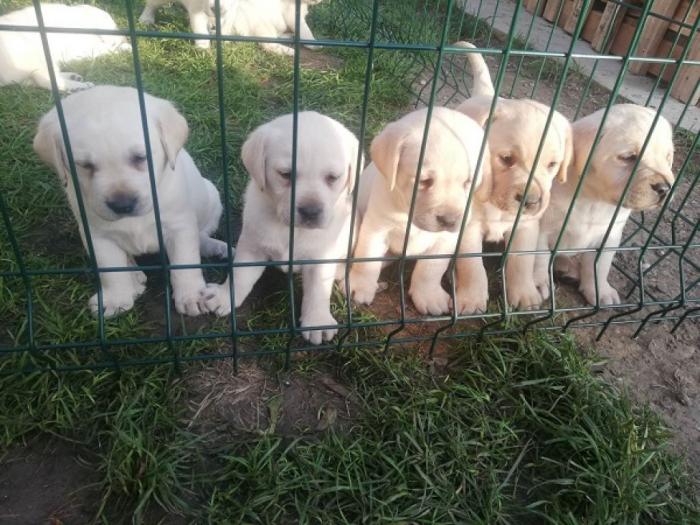 labrador retriver štenci besplatni mali oglasi