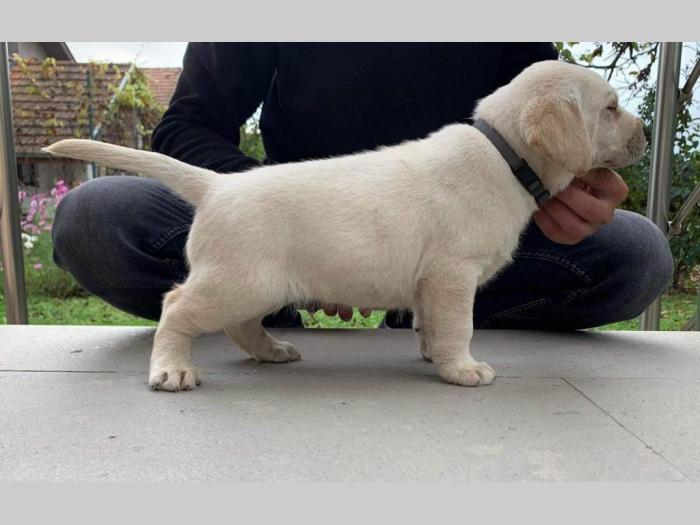 labrador retriver štenci besplatni mali oglasi