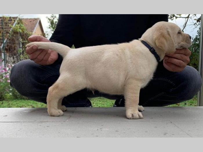 labrador retriver štenci besplatni mali oglasi