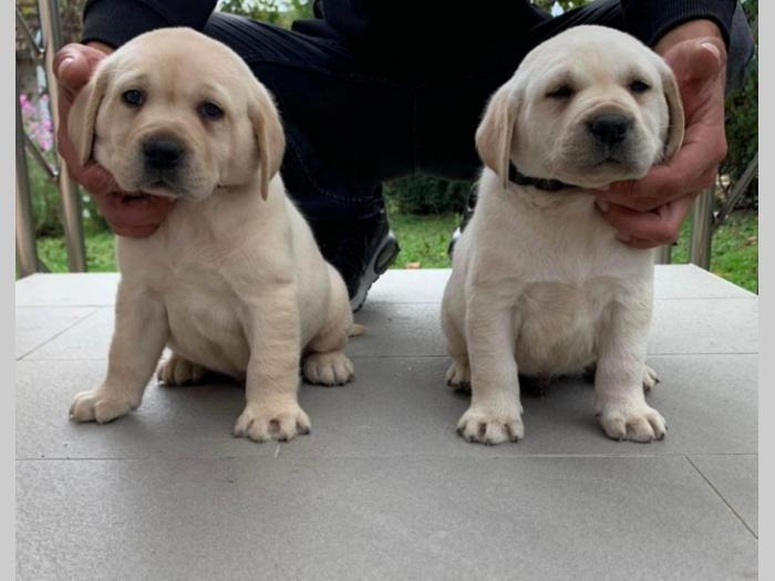 labrador retriver štenci besplatni mali oglasi