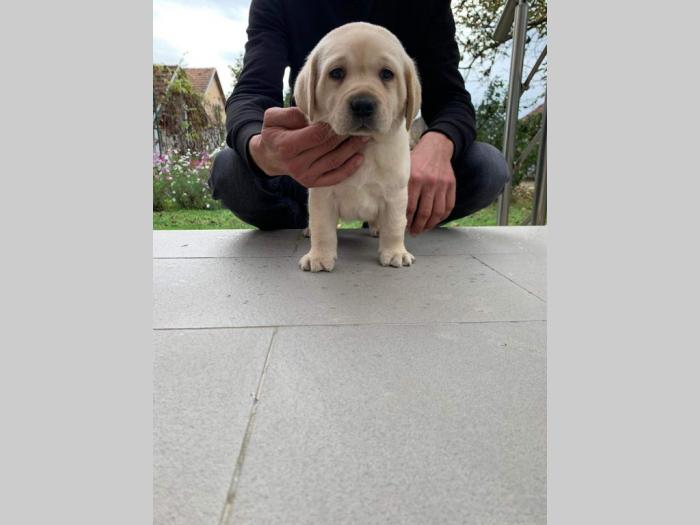 labrador retriver štenci besplatni mali oglasi