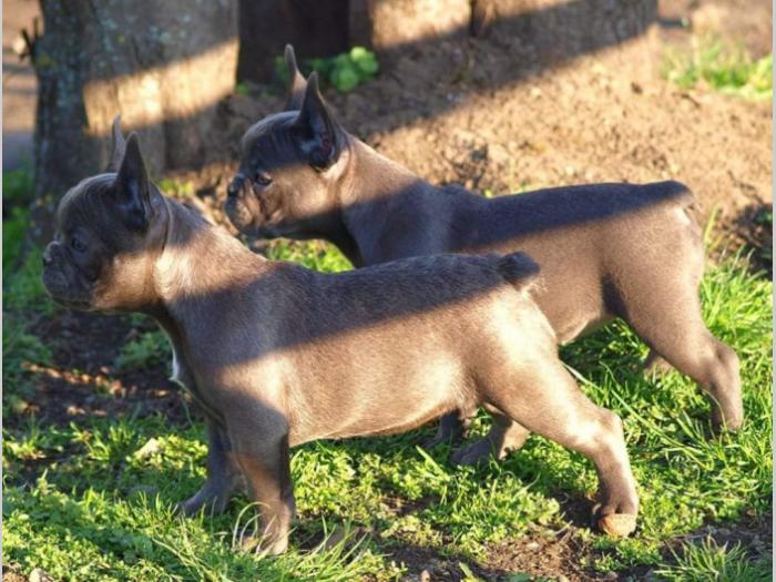 francuski buldog štenci besplatni mali oglasi