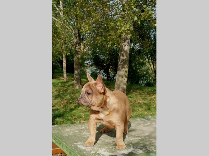 francuski buldog štenci besplatni mali oglasi