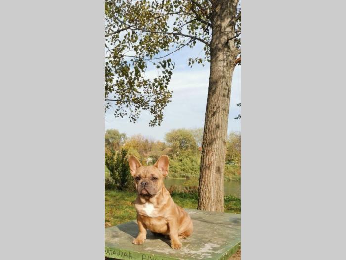 francuski buldog štenci besplatni mali oglasi