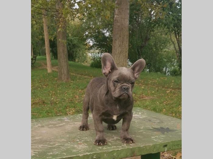 francuski buldog štenci besplatni mali oglasi