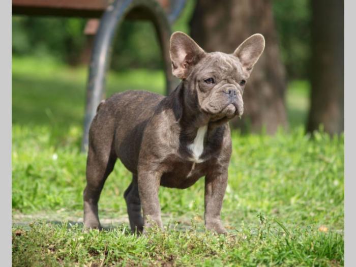 francuski buldog štenci besplatni mali oglasi