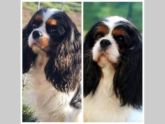 cavalier king charles španiel štenci besplatni mali oglasi