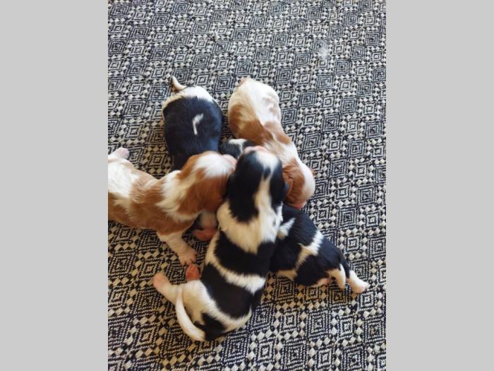 cavalier king charles španiel štenci besplatni mali oglasi