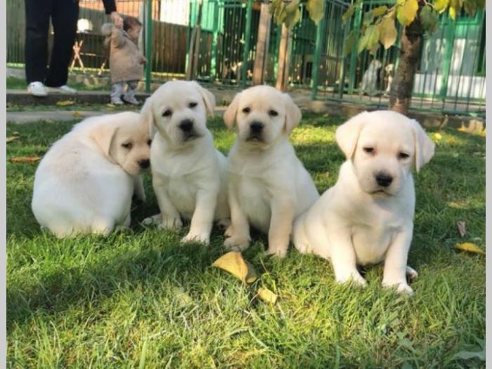 labrador retriver štenci besplatni mali oglasi