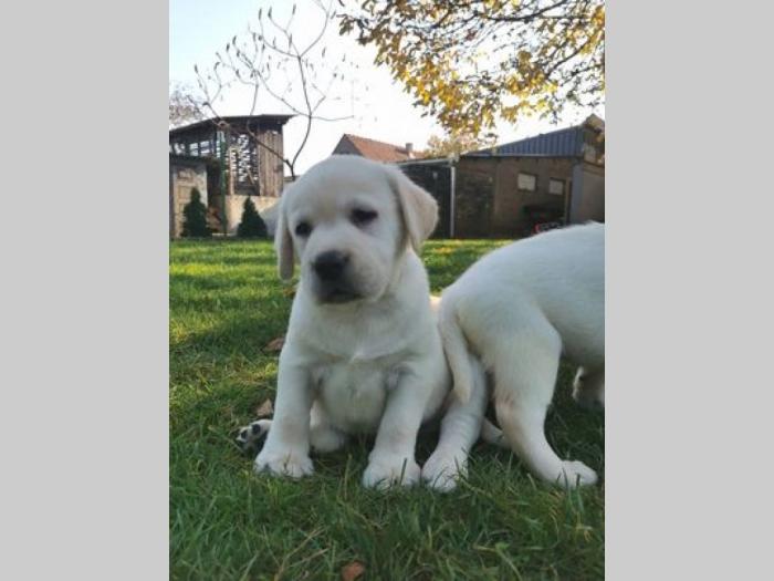 labrador retriver štenci besplatni mali oglasi
