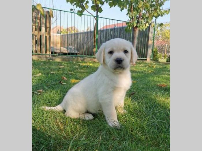 labrador retriver štenci besplatni mali oglasi