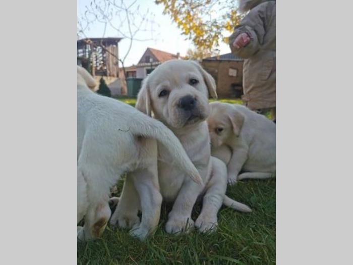 labrador retriver štenci besplatni mali oglasi