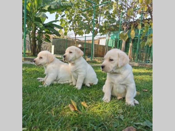labrador retriver štenci besplatni mali oglasi
