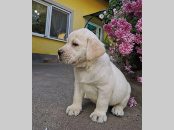 labrador retriver štenci besplatni mali oglasi
