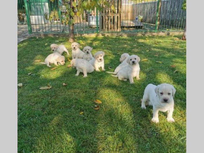 labrador retriver štenci besplatni mali oglasi