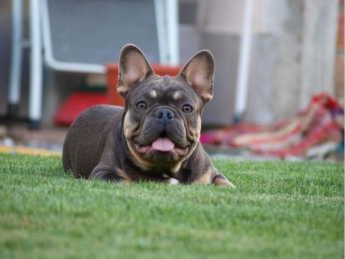 francuski buldog besplatni mali oglasi