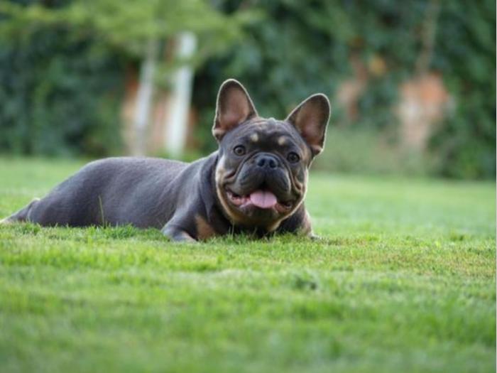 francuski buldog besplatni mali oglasi