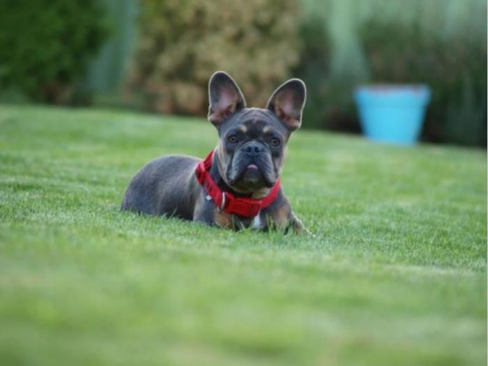 francuski buldog besplatni mali oglasi