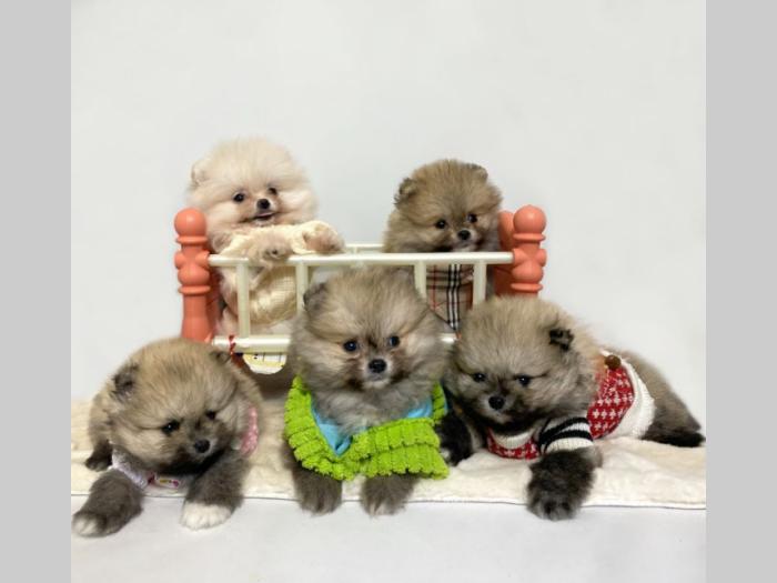 pomeranac boo besplatni mali oglasi