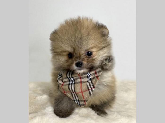 pomeranac boo besplatni mali oglasi
