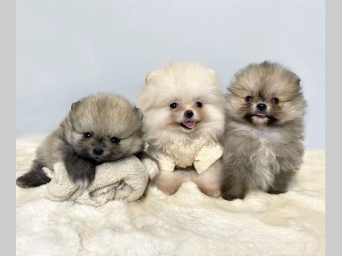 pomeranac boo besplatni mali oglasi