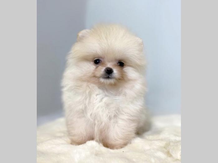 pomeranac boo besplatni mali oglasi